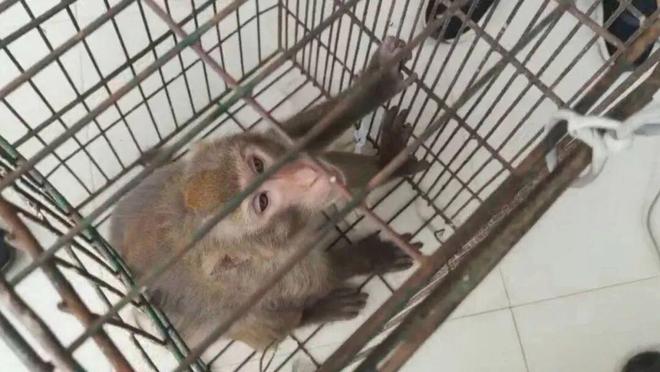 爬下物业：不知道哪来的还没抓着南宁一小区有猴子在高楼外爬上