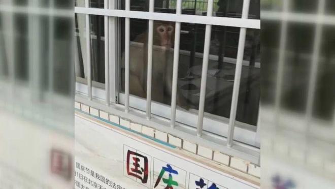 爬下物业:不知道哪来的还没抓着南宁一小区有猴子在高楼外爬上(图2) 爬下物业:不知道哪来的还没抓着南宁一小区有猴子在高楼外爬上(图2)