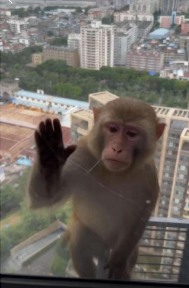 爬下物业:不知道哪来的还没抓着南宁一小区有猴子在高楼外爬上(图3) 爬下物业:不知道哪来的还没抓着南宁一小区有猴子在高楼外爬上(图3)