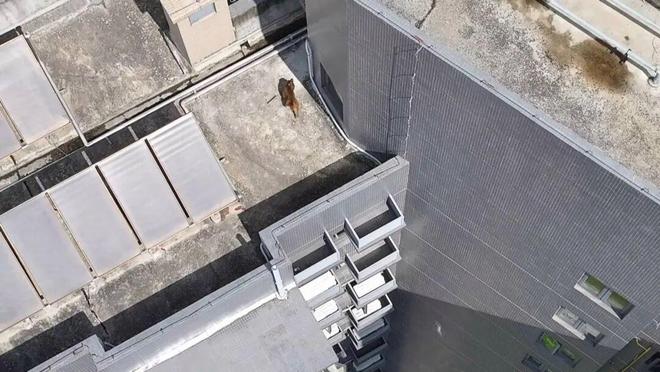 爬下物业:不知道哪来的还没抓着南宁一小区有猴子在高楼外爬上(图6) 爬下物业:不知道哪来的还没抓着南宁一小区有猴子在高楼外爬上(图6)