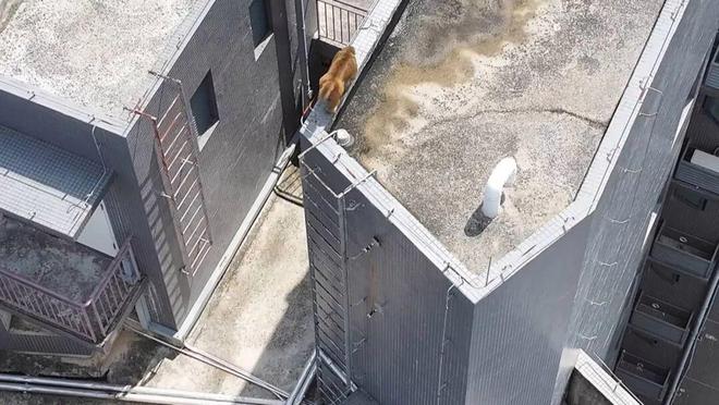 爬下物业:不知道哪来的还没抓着南宁一小区有猴子在高楼外爬上(图5) 爬下物业:不知道哪来的还没抓着南宁一小区有猴子在高楼外爬上(图5)