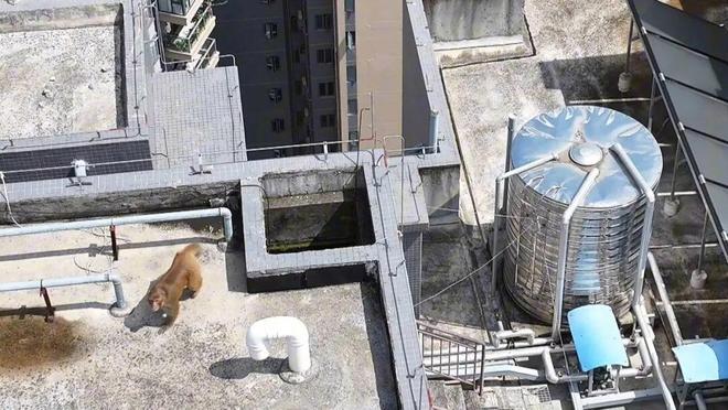 爬下物业:不知道哪来的还没抓着南宁一小区有猴子在高楼外爬上(图4) 爬下物业:不知道哪来的还没抓着南宁一小区有猴子在高楼外爬上(图4)