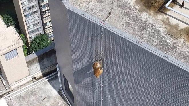 爬下物业:不知道哪来的还没抓着南宁一小区有猴子在高楼外爬上(图7) 爬下物业:不知道哪来的还没抓着南宁一小区有猴子在高楼外爬上(图7)